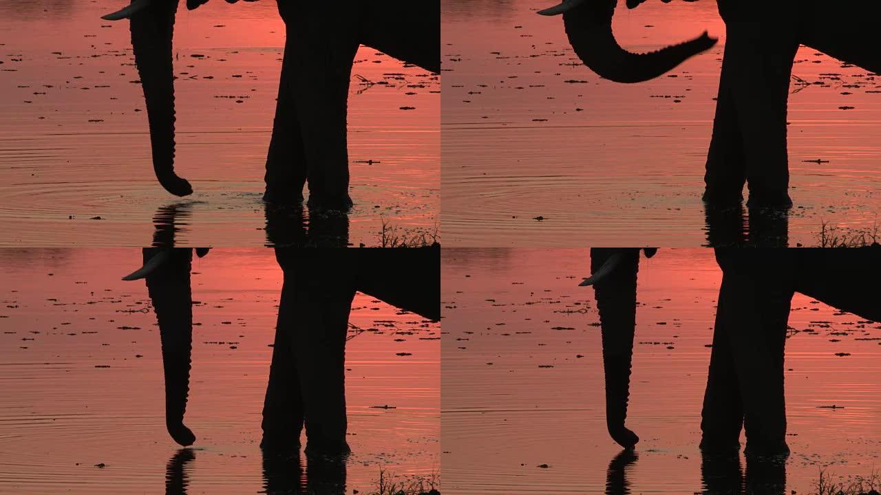 在奥卡万戈三角洲的河流中喝酒的大象的剪影