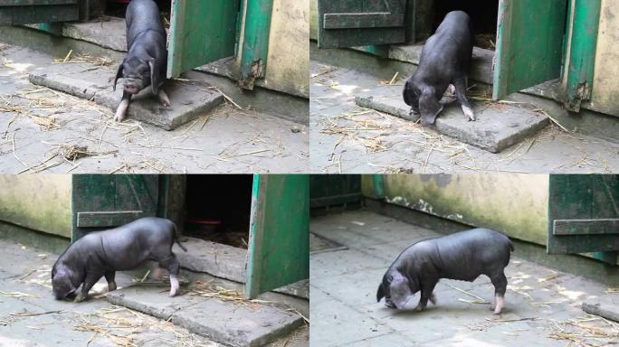 黑色清管器黑猪生猪散养黑猪养殖