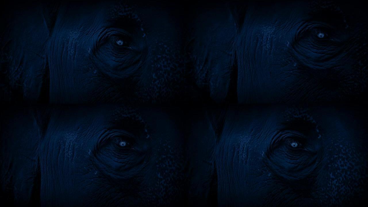 大象在晚上四处张望