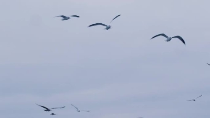 天空中的海鸥群