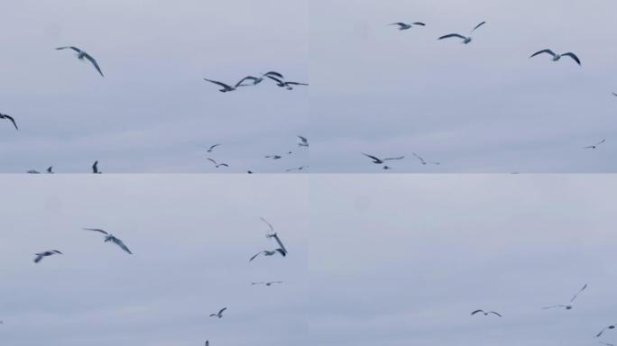 天空中的海鸥群