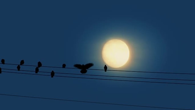 鸟降落在月球前的电线上