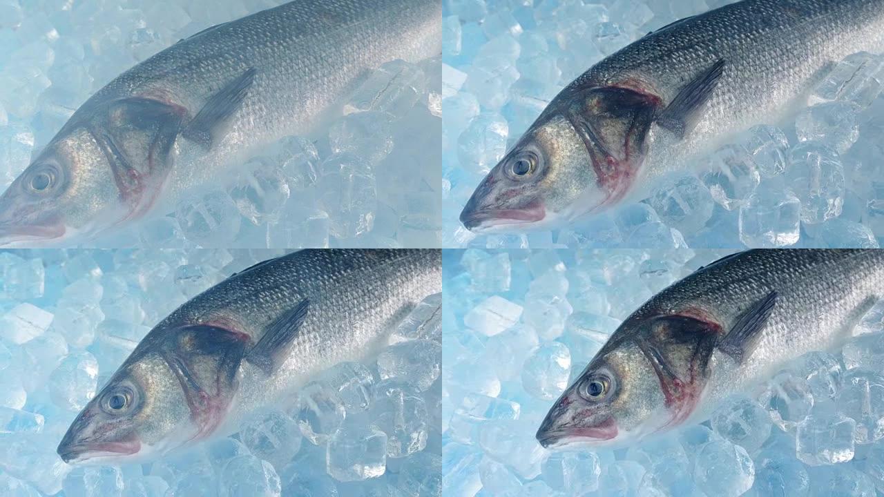 鱼移动镜头上的冰冷蒸气