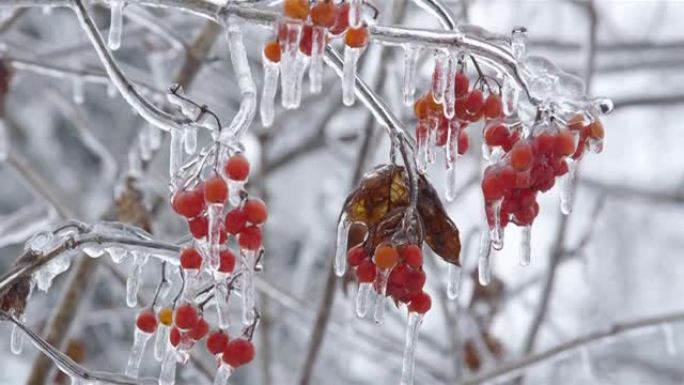 冬季红色浆果的荚果丛