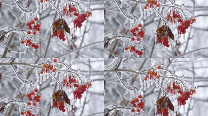 冬季红色浆果的荚果丛
