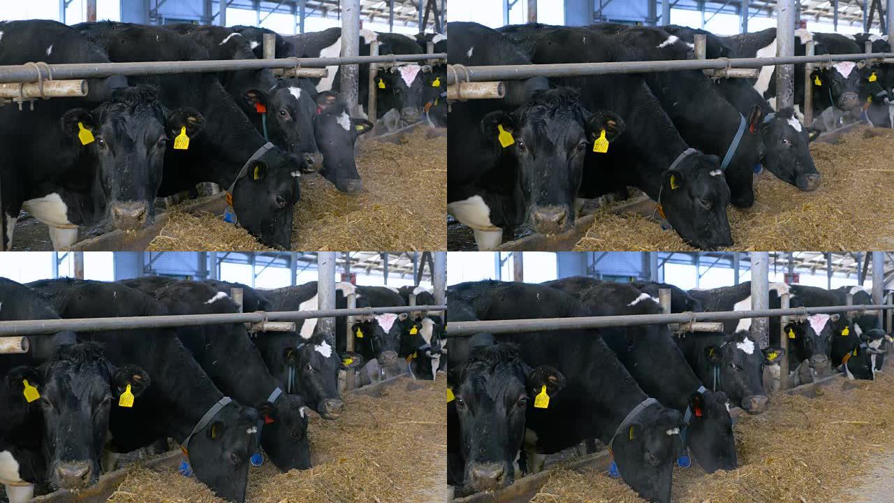 现代农场的奶牛。