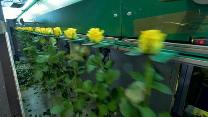 半空的花分级机拿着黄玫瑰。