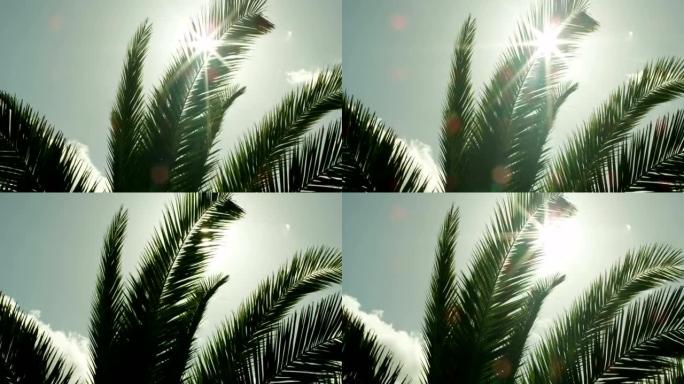 日落时透过棕榈树的叶子晒太阳