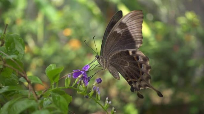 大热带蝴蝶从花中收集花蜜。慢动作