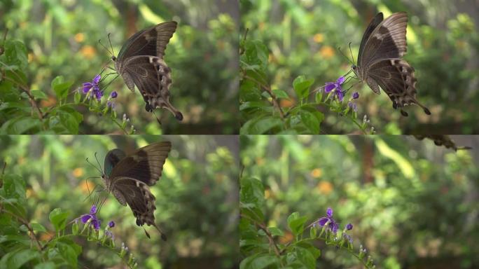 大热带蝴蝶从花中收集花蜜。慢动作