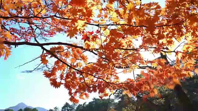 日本福岛乌拉班代高石沼池塘的秋叶背景与美丽的阳光
