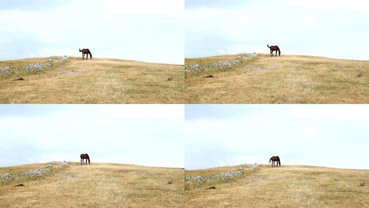 草地上的马放牧