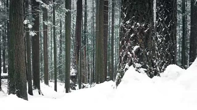 冬季深部的林地积雪