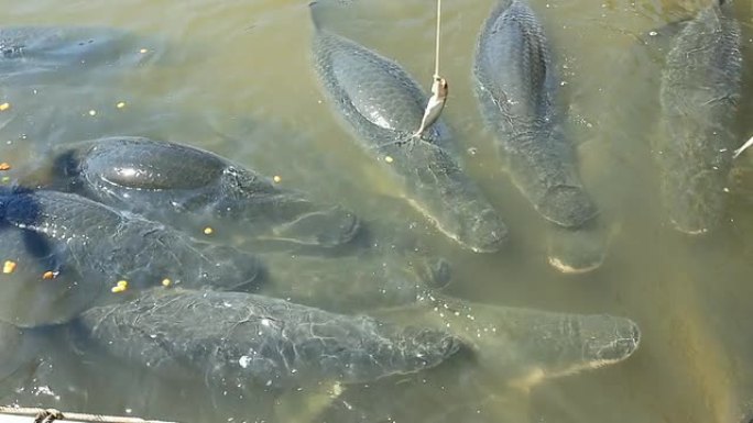 喂养Arapaima大型鱼类