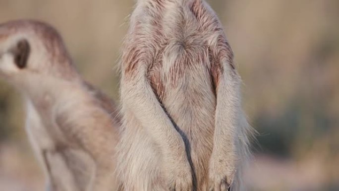 meerkat站在哨兵上的特写镜头