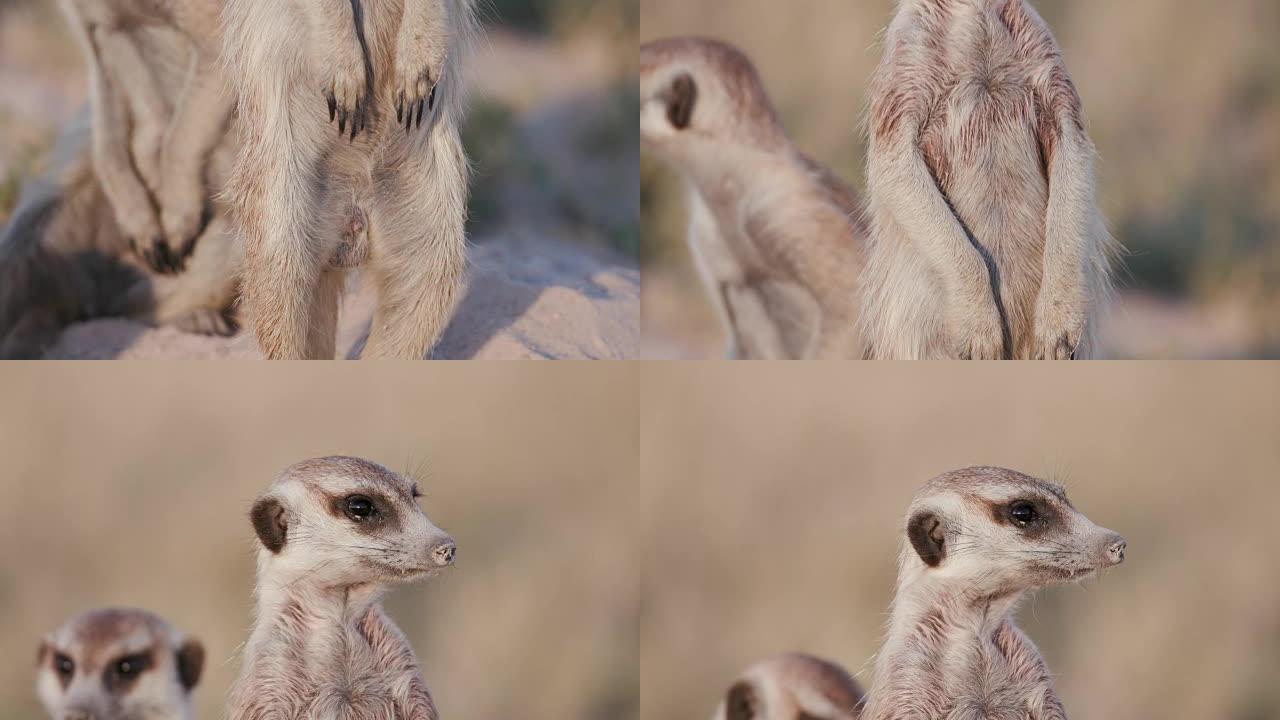 meerkat站在哨兵上的特写镜头