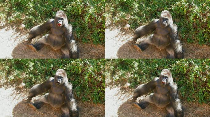 大猩猩张开嘴