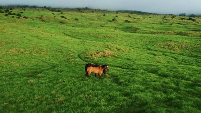 鸟瞰图在美丽的绿色乡村飞过马匹
