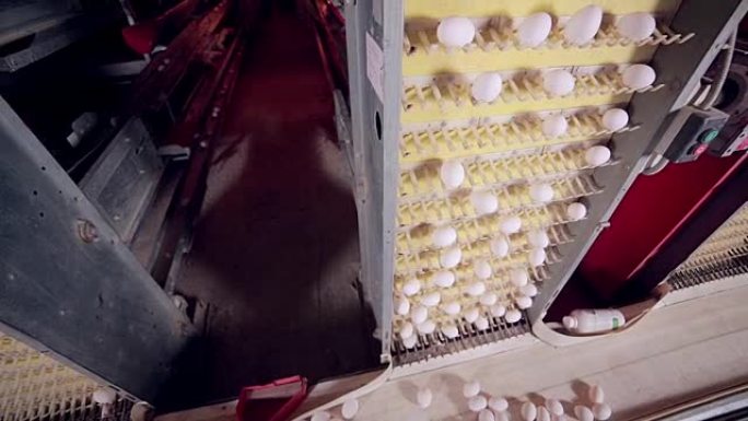 在巨大的家禽养殖场中生产鸡蛋