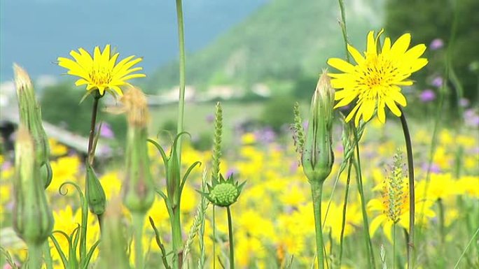 高清: 黄色花朵黄色花朵