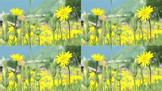 高清: 黄色花朵黄色花朵