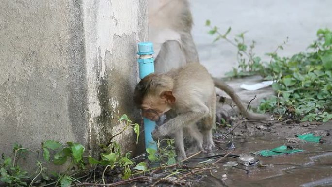 猴子宝宝从破裂的水管里喝水。