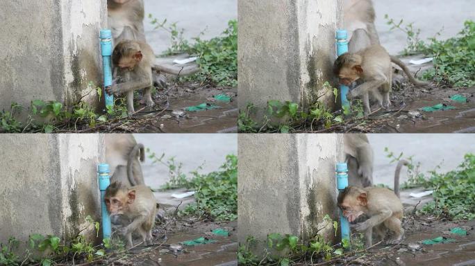 猴子宝宝从破裂的水管里喝水。