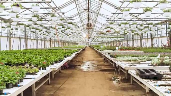 在阳光明媚的工业温室中，相机穿过一排排美丽，稀有且具有商业价值的花卉和植物生长。大规模生产主题。