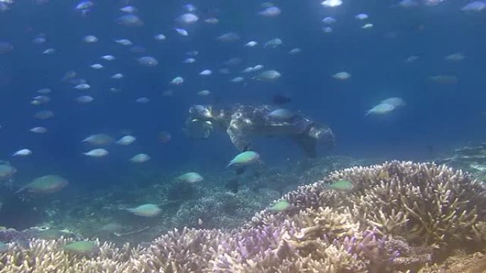绿海龟被清洗热带鱼群海洋大海野生动物