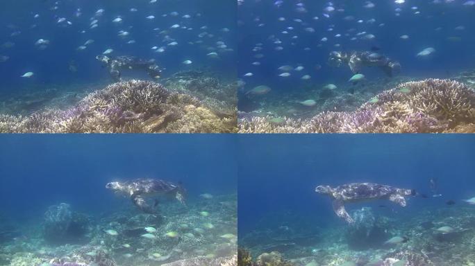 绿海龟被清洗热带鱼群海洋大海野生动物
