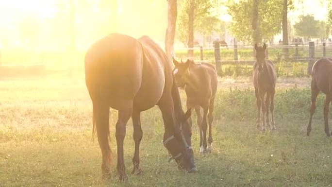 在一个令人叹为观止的金色灯光夜晚，大而年轻的马在田野里吃草。