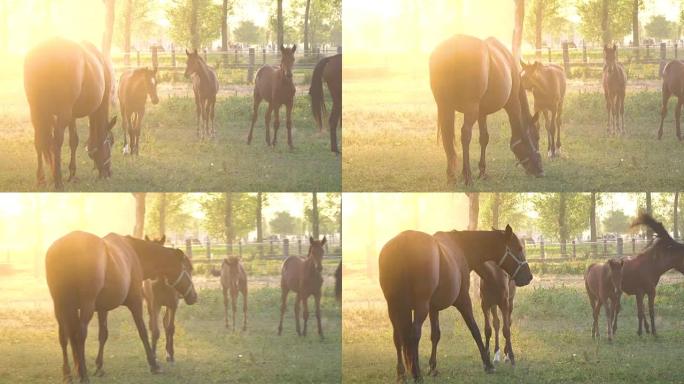 在一个令人叹为观止的金色灯光夜晚，大而年轻的马在田野里吃草。