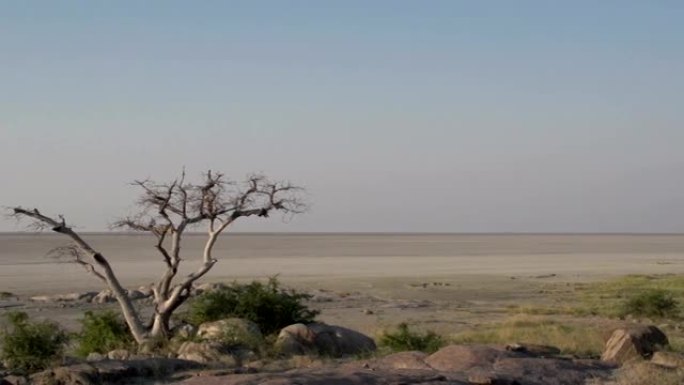 博茨瓦纳Makgadikgadi锅和猴面包树的平移镜头