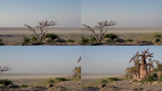 博茨瓦纳Makgadikgadi锅和猴面包树的平移镜头