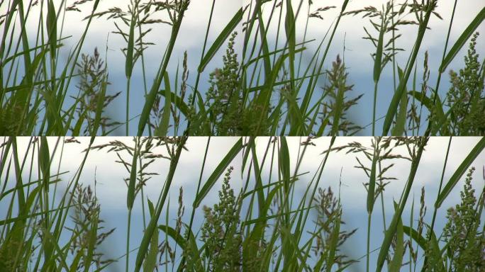 HD 1080i在德克萨斯州西部吹草微风3