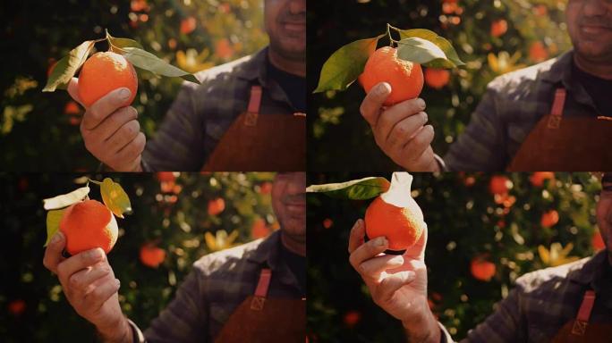 快乐的农民在橘子树田里拿着和检查橘子