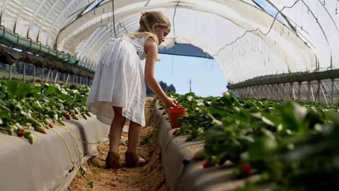 在农场采摘草莓的女孩4k