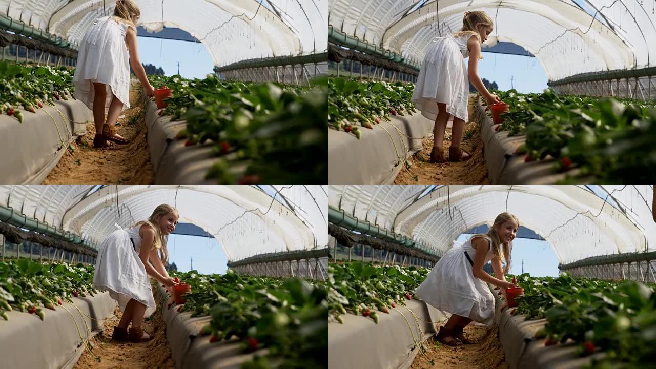 在农场采摘草莓的女孩4k