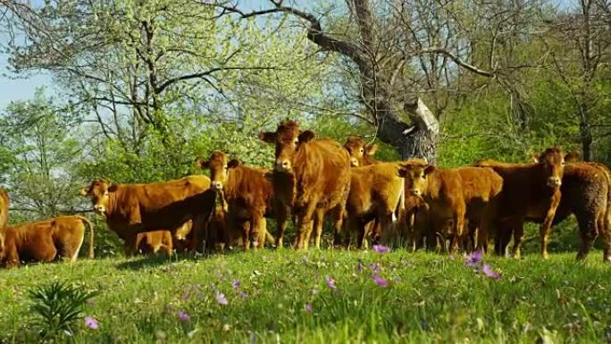 在农场从围栏散步释放了一个美丽，整齐的牛群 (棕色)，美丽的拍摄从侧面，在背景的gras和树木，概念