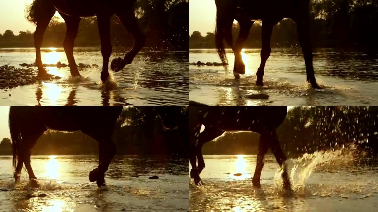 特写: 在金色的日落时分，深棕色的马沿着洛基河岸行走