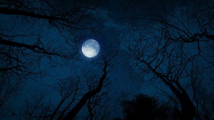 仰望月亮和树木