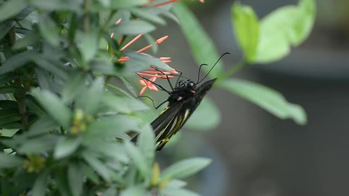 金鸟蝶（Troides aeacus）
