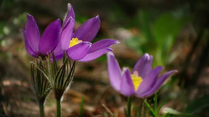 初春的花朵淡紫色小花特写花朵光影花儿