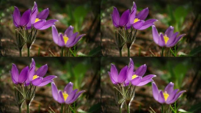 初春的花朵淡紫色小花特写花朵光影花儿