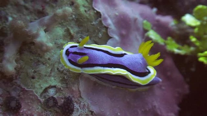 Nudibranch（海蛞蝓）