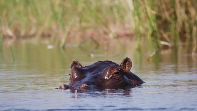 一只河马游泳的特写镜头，然后在博茨瓦纳奥卡万戈三角洲的一条河中潜入水下