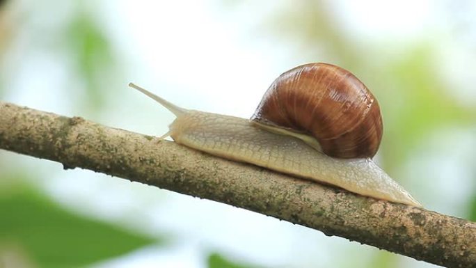 树枝上的蜗牛觅食昆虫爬动的虫子