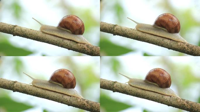 树枝上的蜗牛觅食昆虫爬动的虫子