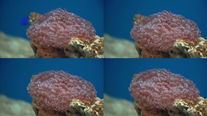 4k美丽的海底鱼类和珊瑚。