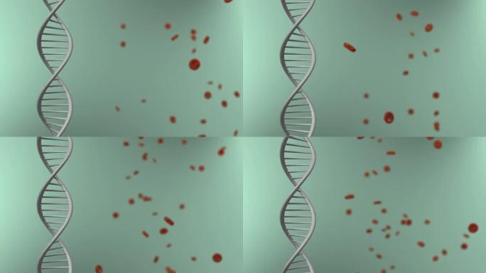 DNA和血细胞（可循环）